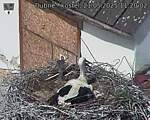 Capi_Dubne_20250521_112002.jpg