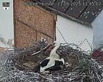 Capi_Dubne_20250521_114502.jpg