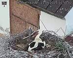 Capi_Dubne_20250521_115002.jpg