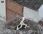 Capi_Dubne_20250521_115503.jpg