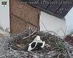Capi_Dubne_20250521_120003.jpg