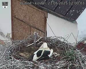 Capi_Dubne_20250521_120003.jpg (1350 x 1080)