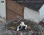 Capi_Dubne_20250521_120503.jpg
