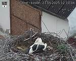 Capi_Dubne_20250521_121004.jpg