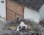 Capi_Dubne_20250521_122504.jpg