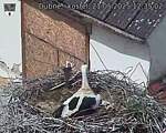 Capi_Dubne_20250521_123502.jpg