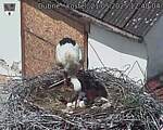 Capi_Dubne_20250521_124004.jpg