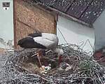 Capi_Dubne_20250521_124502.jpg