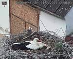 Capi_Dubne_20250521_125003.jpg