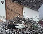 Capi_Dubne_20250521_125502.jpg