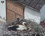 Capi_Dubne_20250521_131002.jpg