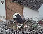 Capi_Dubne_20250521_132504.jpg