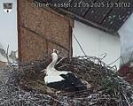 Capi_Dubne_20250521_135002.jpg