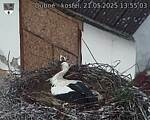 Capi_Dubne_20250521_135503.jpg