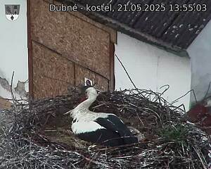 Capi_Dubne_20250521_135503.jpg (1350 x 1080)