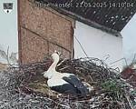 Capi_Dubne_20250521_141004.jpg