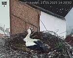 Capi_Dubne_20250521_142002.jpg