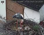 Capi_Dubne_20250521_142503.jpg