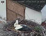Capi_Dubne_20250521_143002.jpg