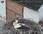Capi_Dubne_20250521_143502.jpg