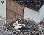 Capi_Dubne_20250521_144002.jpg