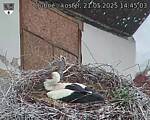 Capi_Dubne_20250521_144503.jpg