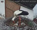 Capi_Dubne_20250521_145502.jpg