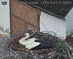 Capi_Dubne_20250521_150003.jpg