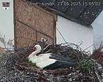 Capi_Dubne_20250521_150502.jpg