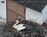 Capi_Dubne_20250521_151004.jpg