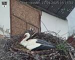 Capi_Dubne_20250521_151502.jpg