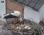 Capi_Dubne_20250521_154503.jpg