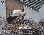 Capi_Dubne_20250521_155004.jpg