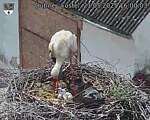 Capi_Dubne_20250521_160003.jpg