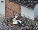 Capi_Dubne_20250521_162502.jpg
