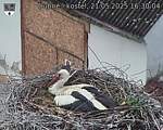 Capi_Dubne_20250521_163004.jpg