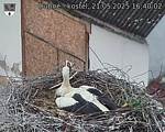 Capi_Dubne_20250521_164002.jpg