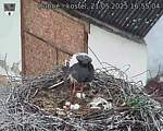 Capi_Dubne_20250521_165504.jpg