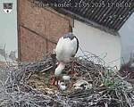 Capi_Dubne_20250521_170002.jpg