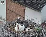 Capi_Dubne_20250521_171504.jpg