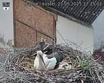 Capi_Dubne_20250521_172502.jpg
