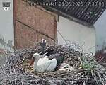 Capi_Dubne_20250521_173003.jpg