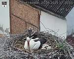 Capi_Dubne_20250521_173503.jpg