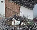 Capi_Dubne_20250521_174002.jpg