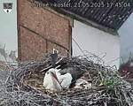 Capi_Dubne_20250521_174504.jpg