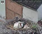 Capi_Dubne_20250521_175502.jpg