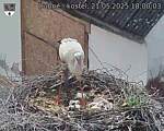 Capi_Dubne_20250521_180003.jpg