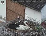 Capi_Dubne_20250521_182502.jpg
