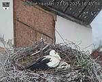 Capi_Dubne_20250521_184504.jpg