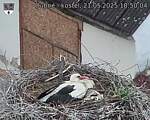Capi_Dubne_20250521_185004.jpg